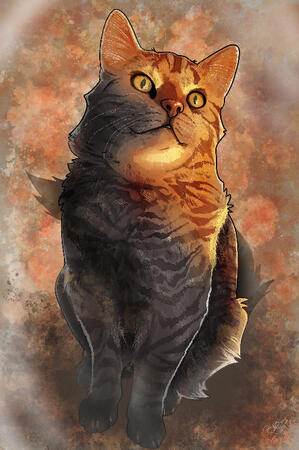 My cat called Ainu, a photo study (uuuuuuui888888888888888888888888888888888888 says she)